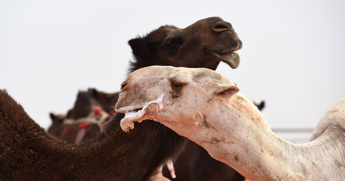 Camel Beauty Pageant Underway In Saudi Arabia Ntd