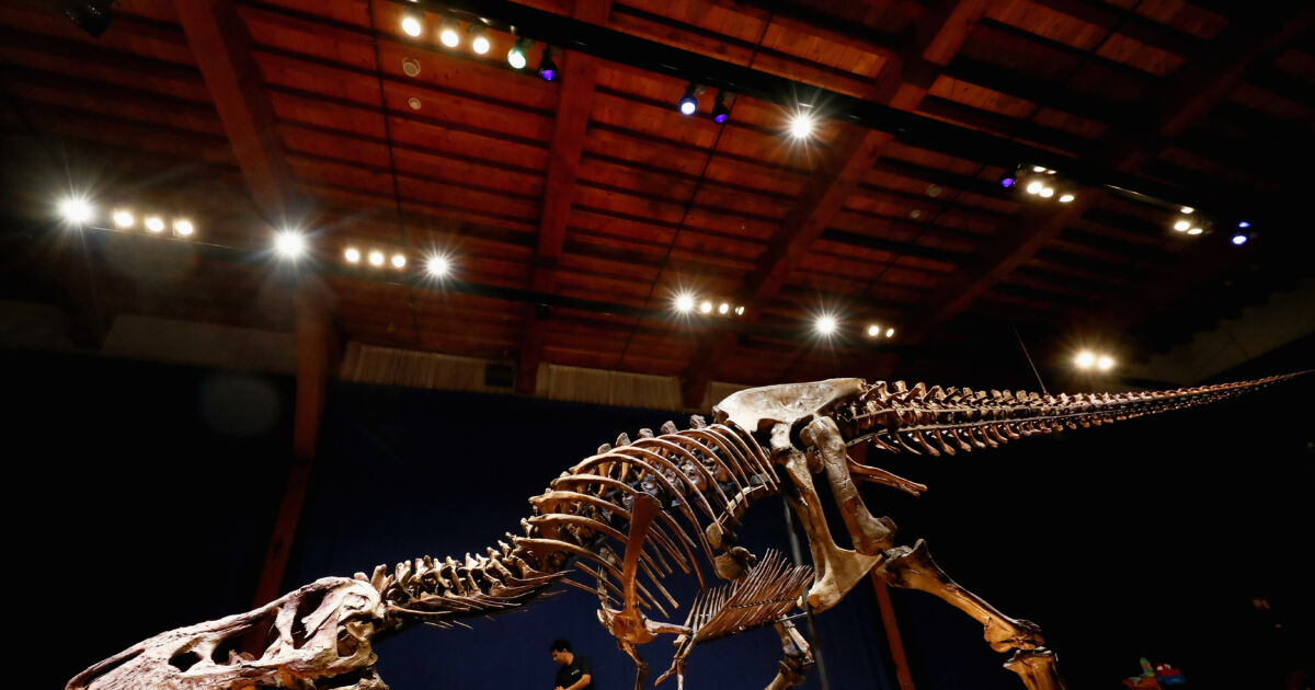 Ultra Rare T Rex Skeleton To Be Auctioned Ntd