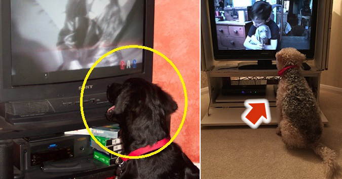 This Is What Happens When Dogs Watch TV…