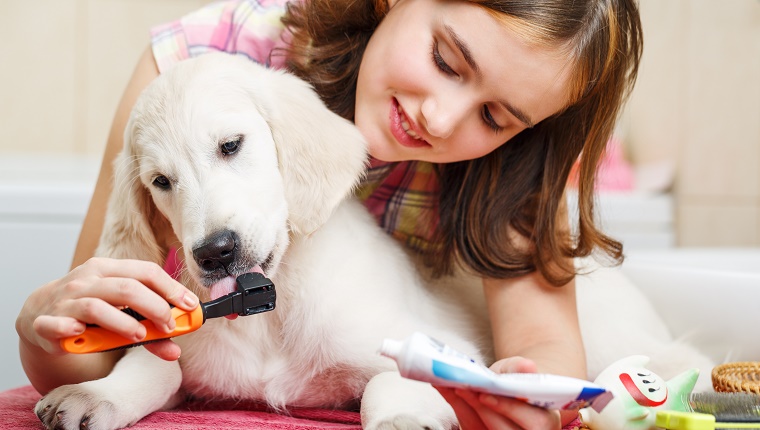 Can you brush your dog's teeth with baking clearance soda