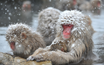 Adorable Japanese Snow Monkeys Bathing In Hot Springs (Photos)