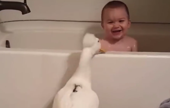 Duck and boy, like two peas in the same pod