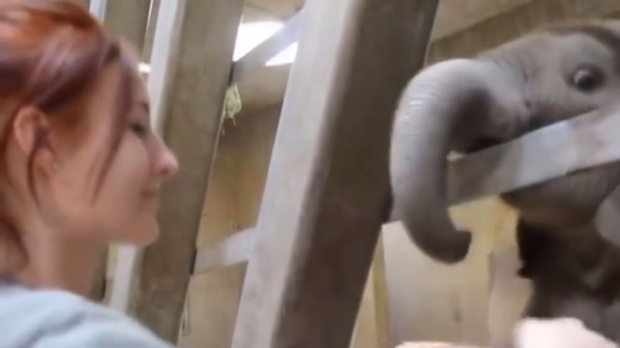 This is a 150 kilogram cuddling baby elephant and it’s heart-meltingly cute