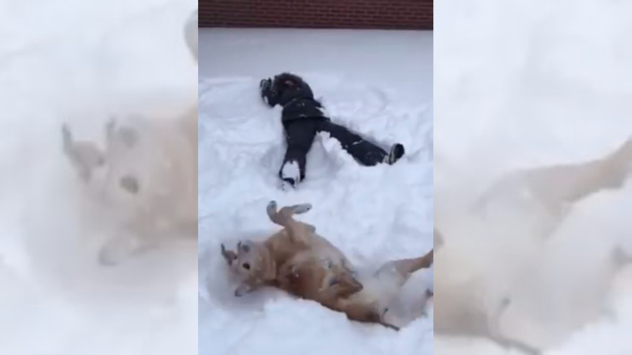 Snow angels are not just for kids, but also the dog