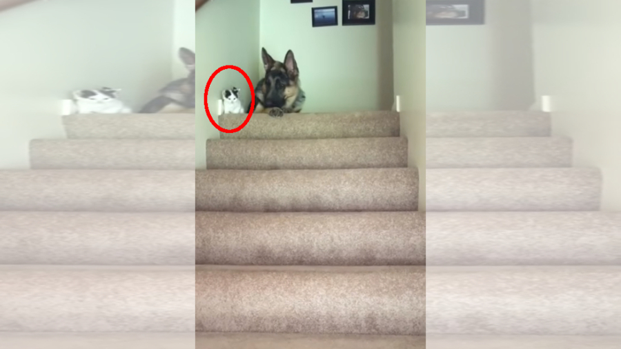 What to do when your friend is a kitten and the stairs has huge steps