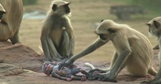Monkeys show kindness and empathy, grieve over the ‘death’ of a baby replica