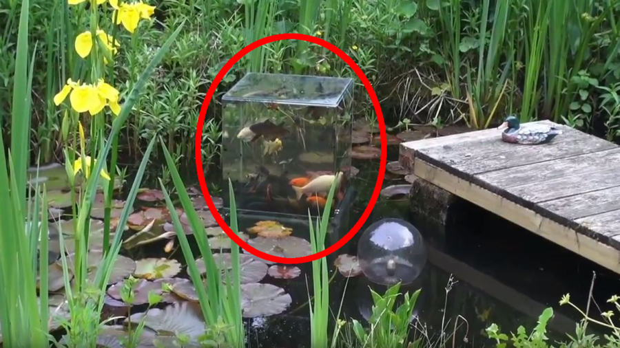 These fish got their own ‘skyscraper’… and a fantastic view of the pond