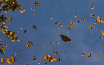 Monarch Butterfly Migration is ‘In Danger’ Say Experts
