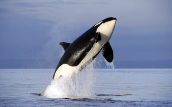Social Secrets of Killer Whales Revealed