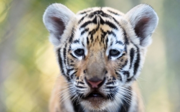 Footage confirms second breeding population of Indochinese tigers in Thailand