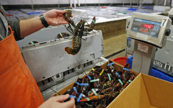 China sets record for US lobster imports