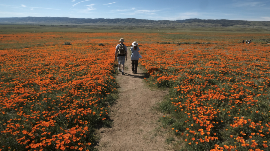 Dormant wildflowers come back to life across California