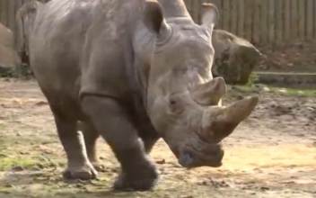 Rhino at French wildlife park shot, horn stolen