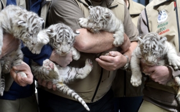 Austria zoo shows off 4 white tiger cubs