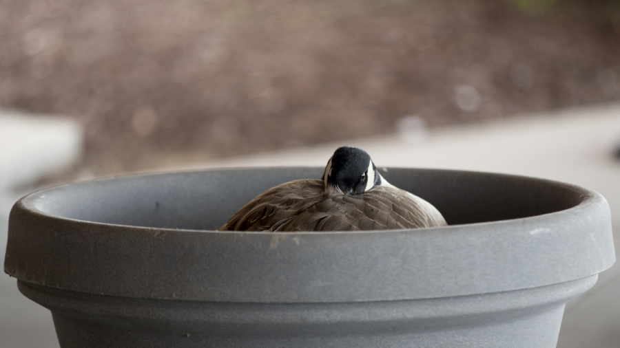 Goose couple lays eggs in flower pot of busy hospital