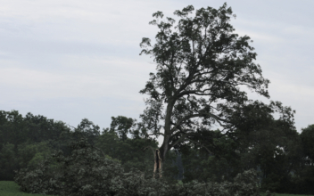 Tree from ‘Shawshank Redemption’ gets cut down