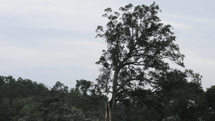 Tree from ‘Shawshank Redemption’ gets cut down