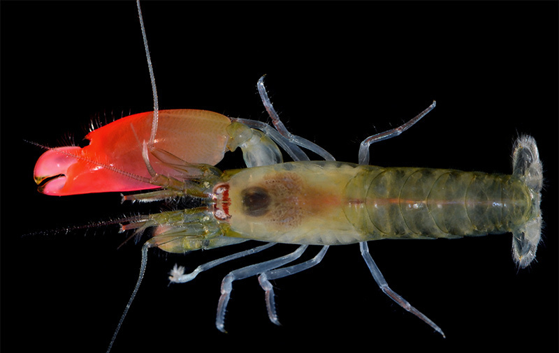 Researchers name new species of shrimp after Pink Floyd