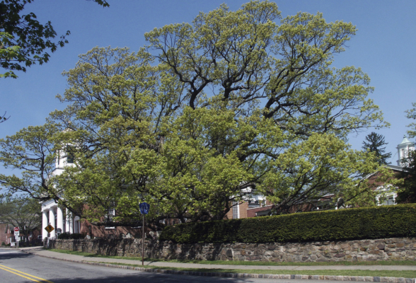 The tree in 2006 when it was still alive. (J. Wayman Williams/Basking Ridge Presbyterian Church via AP )