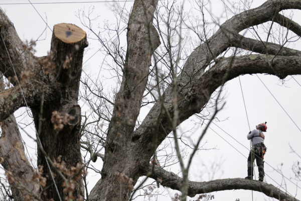 Rob Gilles works to remove an oak tree in Basking Ridge, N.J., Monday, April 24, 2017. Crews at the Basking Ridge Presbyterian Church in Bernards began taking down the 600-year-old tree that was declared dead after it began showing rot and weakness over the last couple of years. (AP Photo/Seth Wenig)