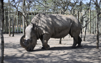 Tinder helping severely endangered rhino to find a breeding partner