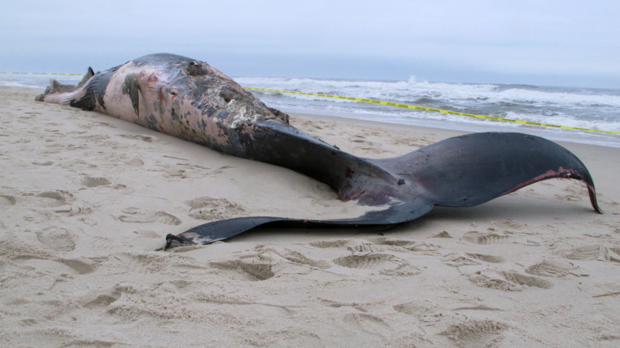 Dead whale on New Jersey shore leaves questions as to cause of death