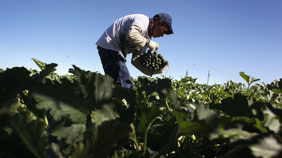 U.S. farmers want easier visas for Mexican workers