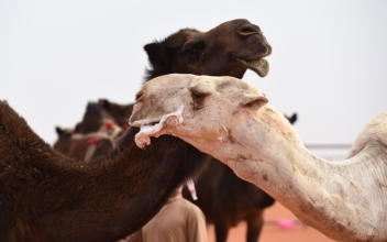 Camel beauty pageant underway in Saudi Arabia