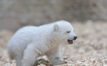 Two polar bear cubs born in Sea World Australia