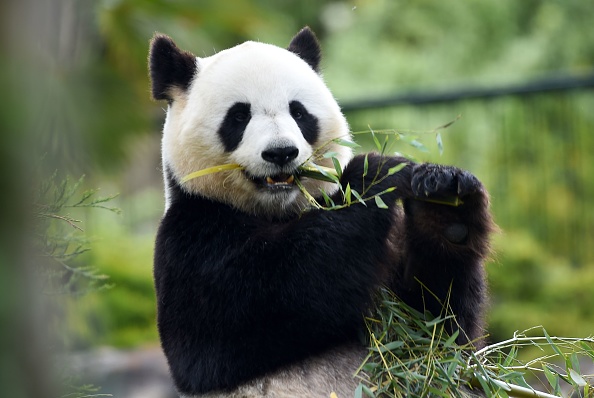 Panda in Japan may be pregnant, zookeepers hope for safe birth