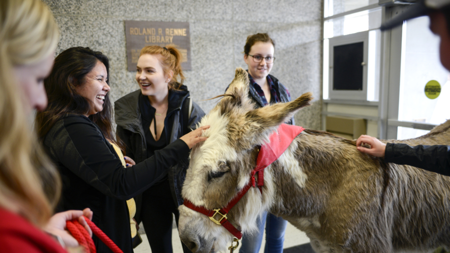 Donkey visits university, offers students stress relief