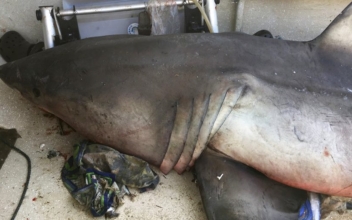 Shark jumps into fisherman’s boat, thrashes around madly