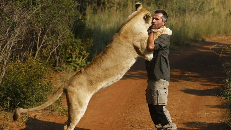 South Africa’s ‘lion whisperer’ seeks to protect animal friends