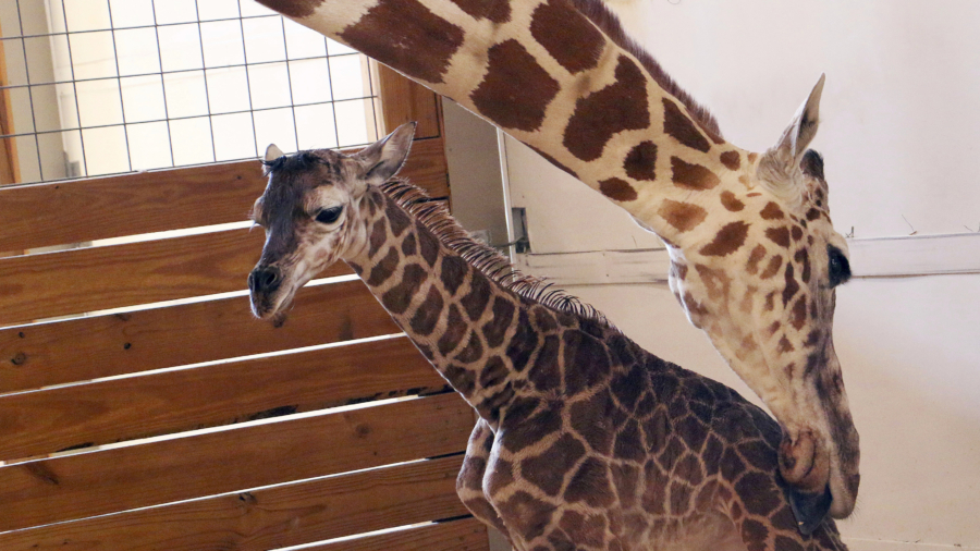 Giraffe born on livestream will finally meet the public