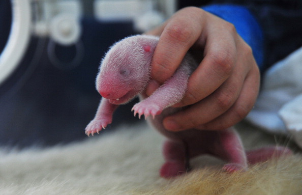 Panda mom nurtures incredibly tiny panda cub born in Japanese zoo