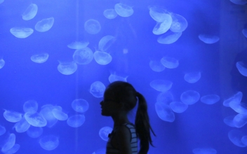 Japanese aquarium holds world’s largest variety of jellyfish