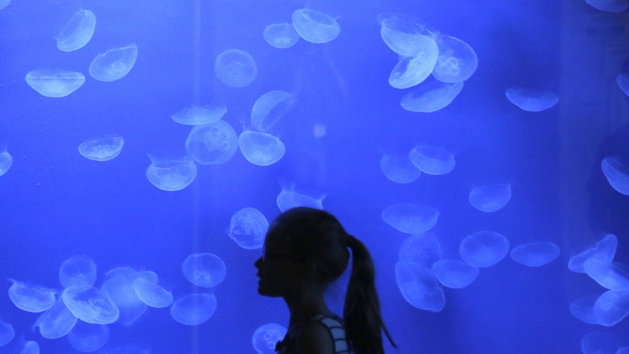 Japanese aquarium holds world’s largest variety of jellyfish
