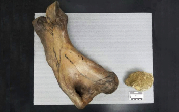 Giant sloth bone turns up in LA tunnel excavation
