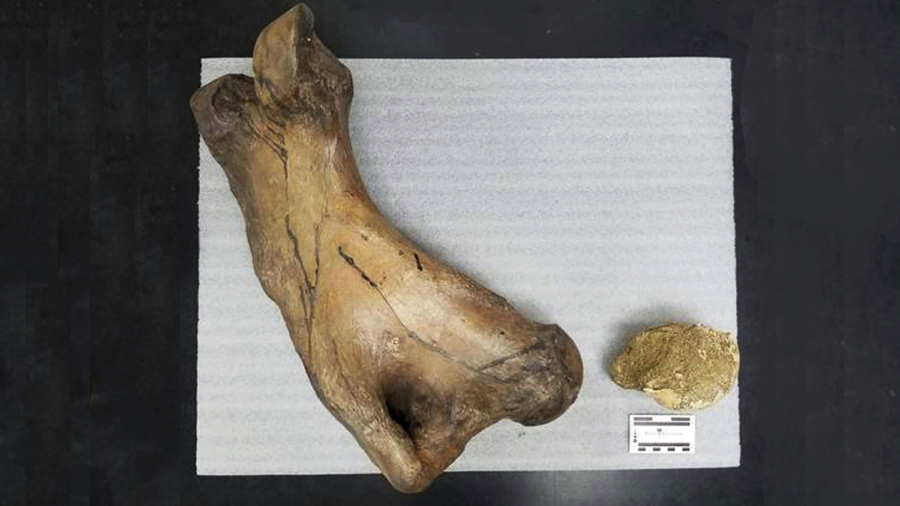 Giant sloth bone turns up in LA tunnel excavation