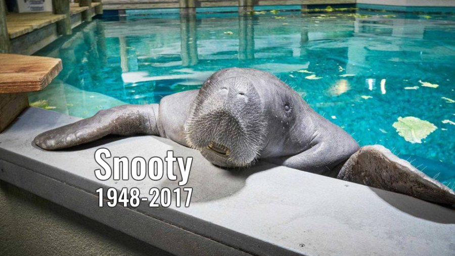 Protesters Demand Firing of CEO and COO, After Death of World’s Oldest Manatee in Captivity
