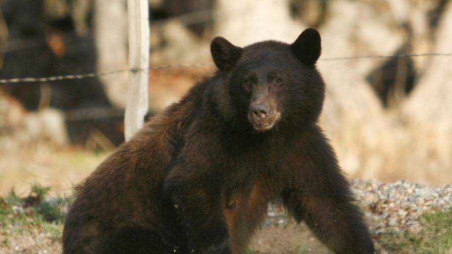 Authorities capture and kill a bear they believe attacked a teen in Colorado