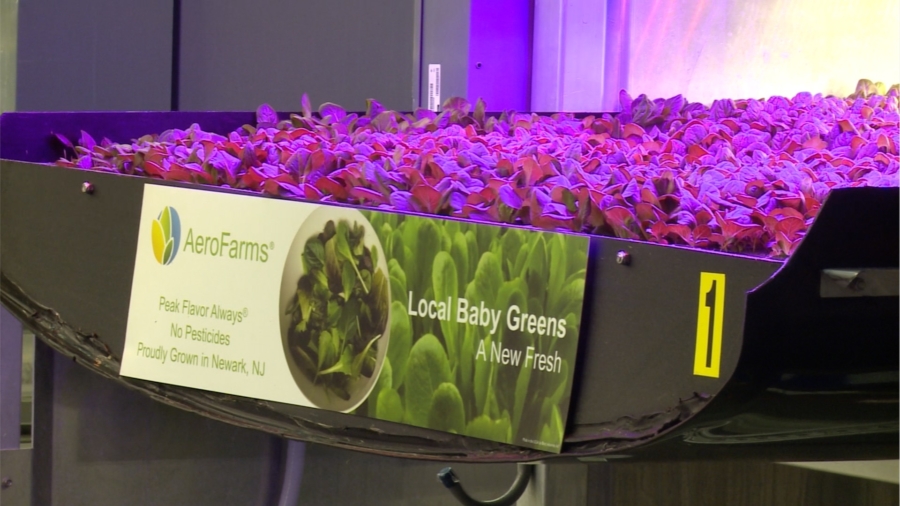 Is This the Future of Farming? Meet Aerofarms the World’s Largest Indoor Vertical Farm