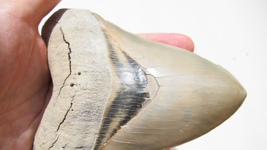 Boy who always said he’ll find a giant prehistoric shark tooth actually finds one