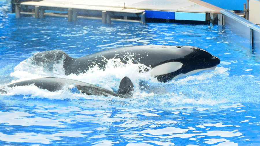 SeaWorld’s last orca bred in captivity dies