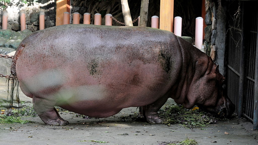 World’s oldest hippopotamus dies at 65-years-old