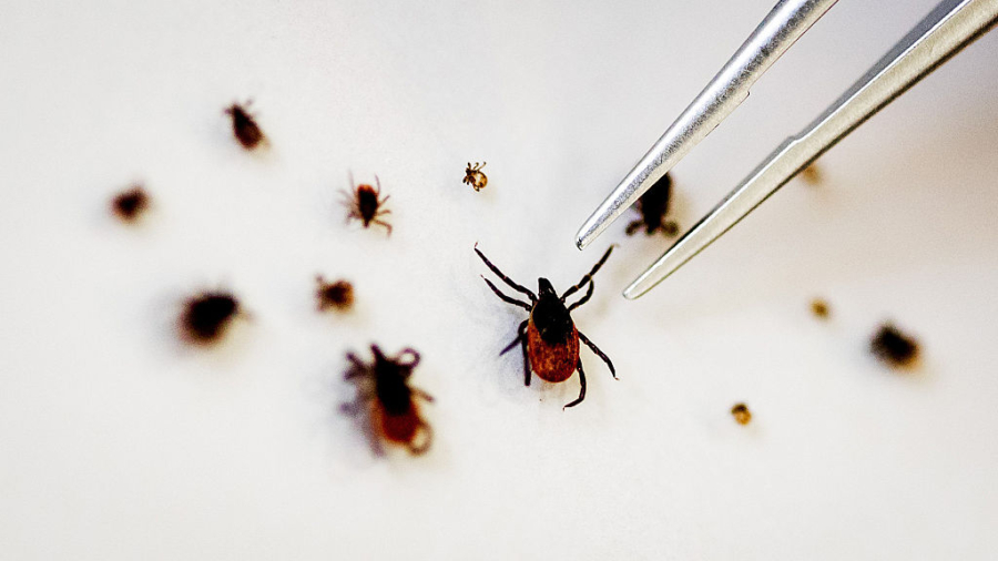 Woman dead one month after bite from tick carrying extremely rare virus