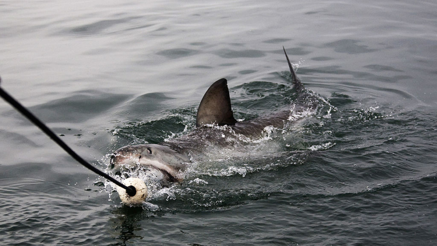 Shark-dragging fishermen spread animal torture video