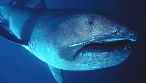 Rare Megamouth Shark Spotted, Filmed Near Indonesia Island