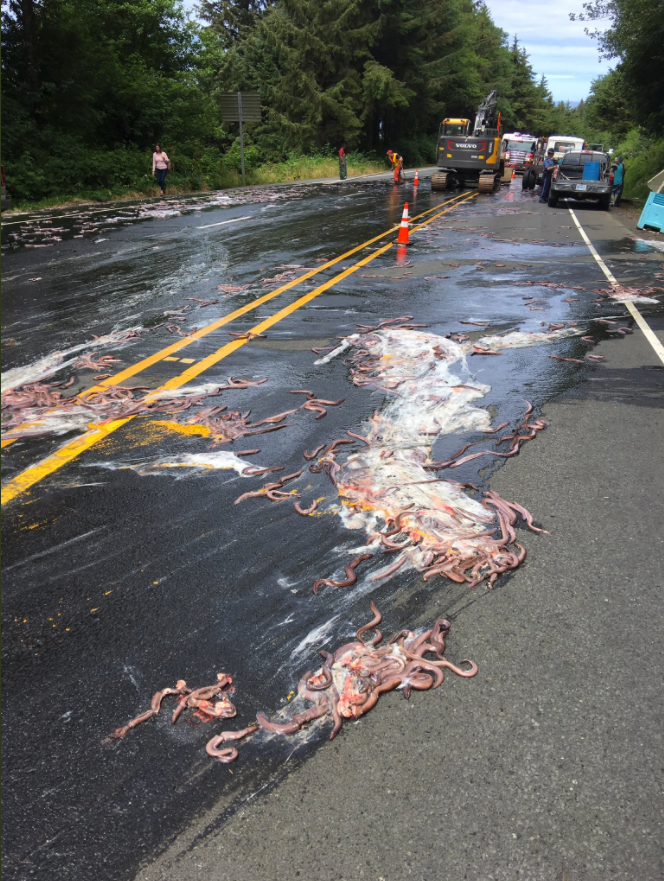 Slime and hagfish on highway 101 ion Oregon after a truck carrying hagfish overturned on the road on July 13, 2017. (Depoe Bay Fire District)