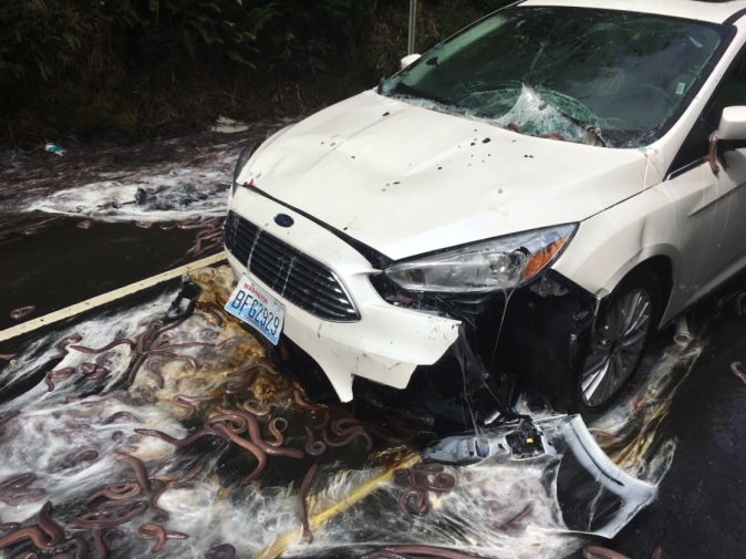 Car surrounded by slime and hagfish after truck carrying hagfish overturned on Oregon highway 101 on July 13, 2017. (Depoe Bay Fire District)